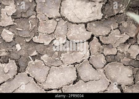 No rainfall causes dry fields during drought after very hot heat periode in summer for wasteland with cracked surface and broken farmland due to climatic change and global warming for crop loss drain Stock Photo