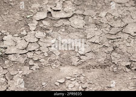 No rainfall causes dry fields during drought after very hot heat periode in summer for wasteland with cracked surface and broken farmland due to climatic change and global warming for crop loss drain Stock Photo