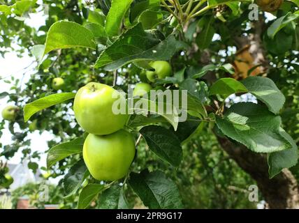 Green apples on a branch ready to be harvested with a selective focus and soft bokeh Stock Photo