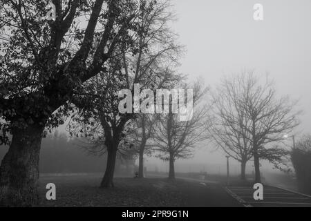 Black and white scene of leafless trees for Halloween day background. Trees beside the road in the mist. Halloween night background. Death, sad, hopeless, and despair concept. Dead tree branches. Stock Photo