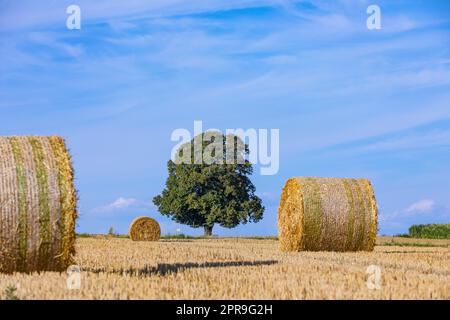 straw balls on a field in summer Stock Photo