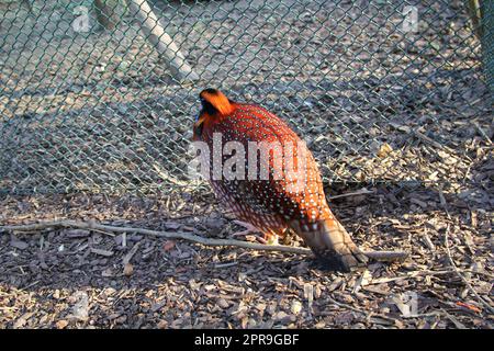 A portrait of a pheasant-like bird, exotic chicken. Stock Photo