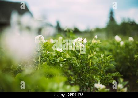 Flowering Blooming Green Vernal Sprouts Of Potato Plant Or Solanum Tuberosum Growing On Plantation In Spring Summer Stock Photo
