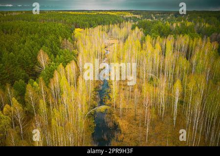 Spring Season. Aerial View. Young Birches Grow Among Small Marsh Bog Swamp. Deciduous Trees With Young Foliage Leaves In Landscape In Early Spring Stock Photo