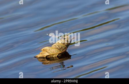 Dragonfly sitting on dry leaf Stock Photo