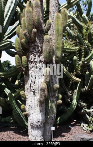 cactus neobuxbaumia polylopha Stock Photo