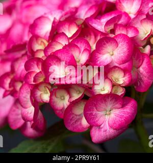 pink hortensia flowers Stock Photo