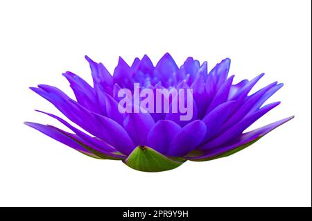 purple lotus on white background isolate Stock Photo