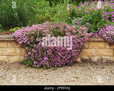 Rock soapwort, Saponaria ocymoides, growing over a stone wall Stock Photo