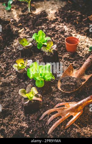 Planting young seedlings of lettuce in vegetable raised bed Stock Photo