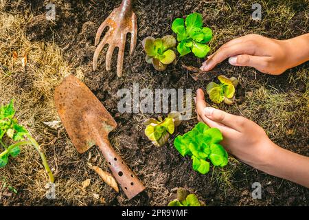 Planting young seedlings of lettuce in vegetable raised bed Stock Photo