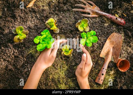 Planting young seedlings of lettuce in vegetable raised bed Stock Photo