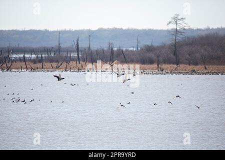 Mallard Ducks in Flight Stock Photo