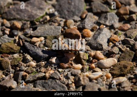 Phaon Crescent Butterfly on the Rocky Ground Stock Photo