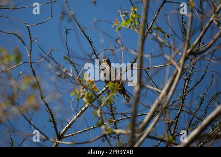 Curious Female Red-Winged Blackbird Stock Photo
