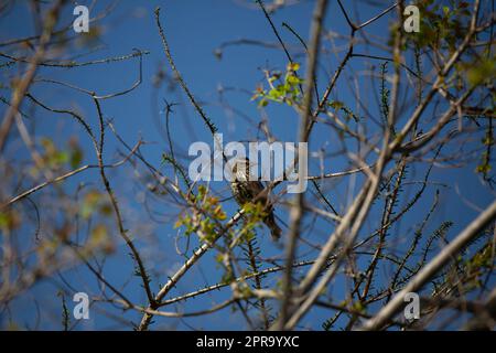 Curious Female Red-Winged Blackbird Stock Photo