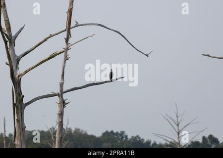 Double-Crested Cormorant on a Dead Tree Branch Stock Photo
