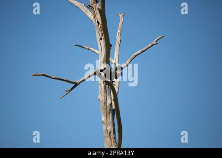 Adult Double-Crested Cormorant Landing on a Tree Stock Photo