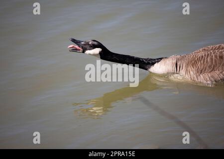 Honking Canada Goose Stock Photo