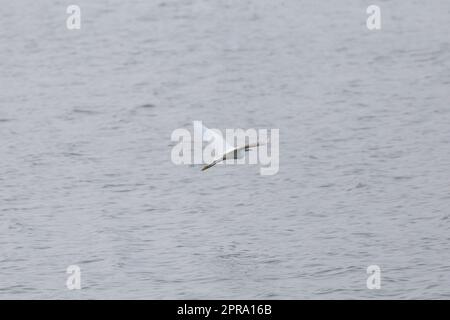 Immature Snowy Egret in Flight Stock Photo