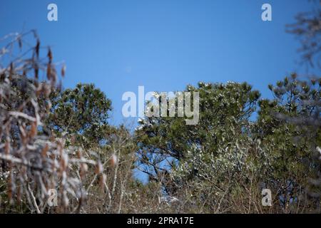 Snow-Covered Tree Branches Stock Photo