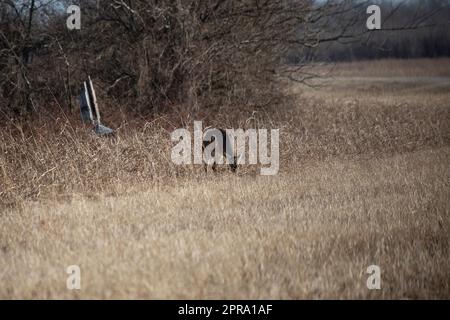 White-Tailed Deer Doe Foraging Stock Photo