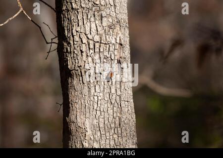 Eastern Comma Butterfly Stock Photo