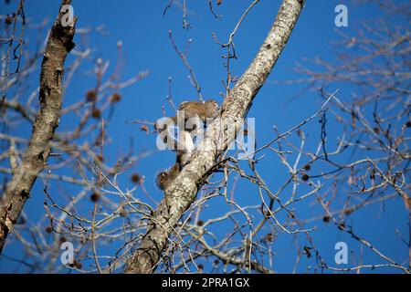 Pair of Eastern Gray Squirrels Stock Photo