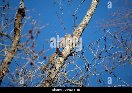 Pair of Eastern Gray Squirrels Stock Photo