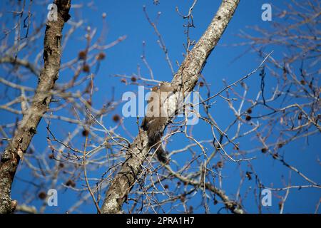 Eastern Gray Squirrels Mating Stock Photo