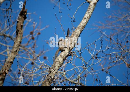 Pair of Eastern Gray Squirrels Stock Photo