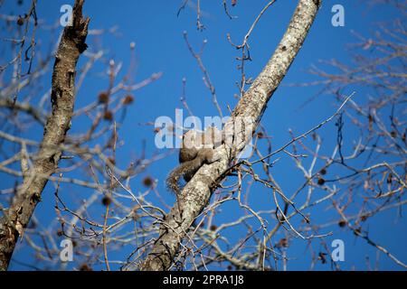 Pair of Eastern Gray Squirrels Stock Photo