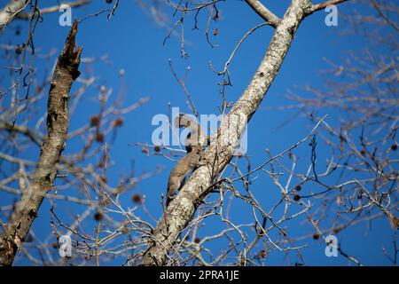 Pair of Eastern Gray Squirrels Stock Photo