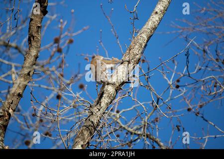 Eastern Gray Squirrels Mating Stock Photo