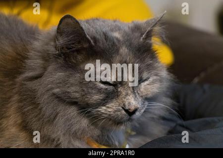 Gray Cat Stock Photo