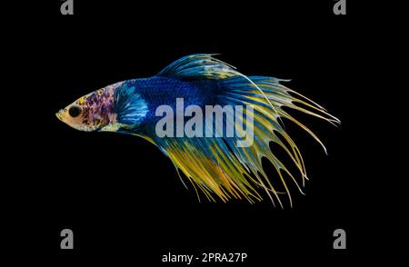 Yellow and blue crowntail Betta splendens fish (Siamese fighting fish) on black background. Stock Photo