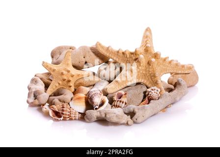 Some shells from the ocean isolated on white background. Stock Photo