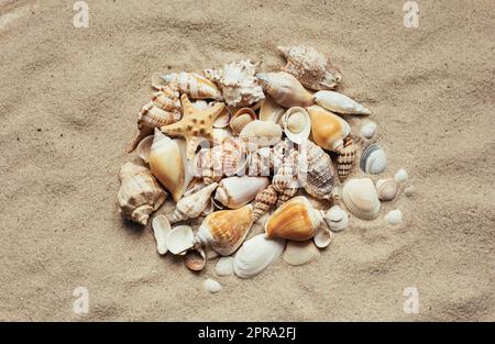 Various seashells are gathered in a pile. Natural materials on the sea beach. Stock Photo