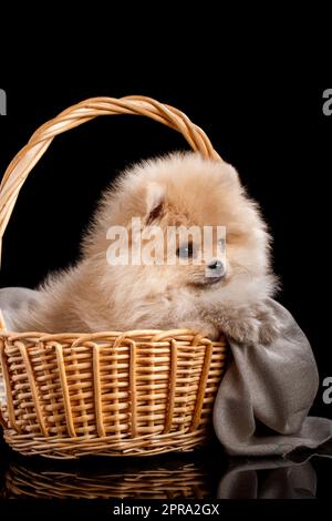 Cute fluffy Pomeranian puppy spitz sitting in a basket on a gray knit fabric. Stock Photo
