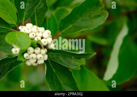 White berries of Cornus Alba Sibirica with selective blur Stock Photo