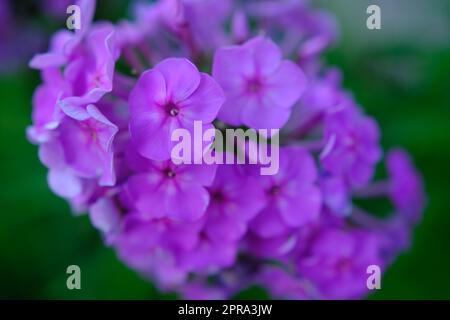 Bush of blooming Phlox Paniculata Pink Flame flowers in the garden on a sunny day Stock Photo