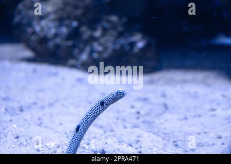 garden eels close-up view in ocean Stock Photo