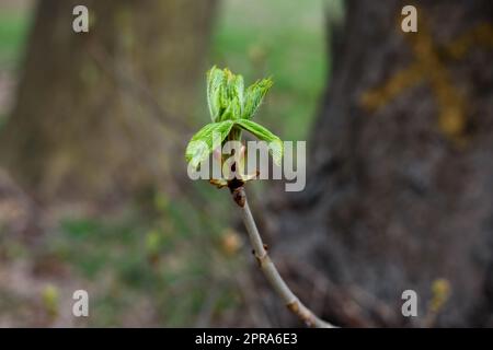 The first spring leaf blossomed on a branch. Stock Photo