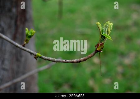 The first spring leaf blossomed on a branch. Stock Photo