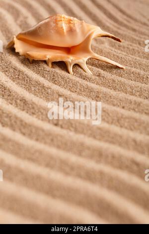 Beautiful seashell lies on the lines made of sand. Selective focus. Stock Photo