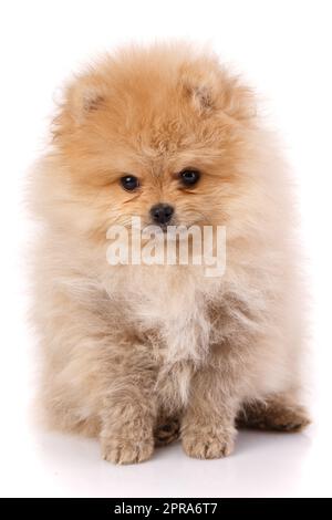 Pomeranian spitz puppy sitting on a white background. Stock Photo