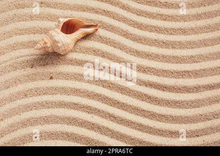 Yellow sand beach. Beautiful seashell on beach. Banner template with place for text. Top view. Stock Photo