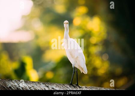 Goa, India. White Little Egret Sitting On Crossbar And Looking At Camera Stock Photo