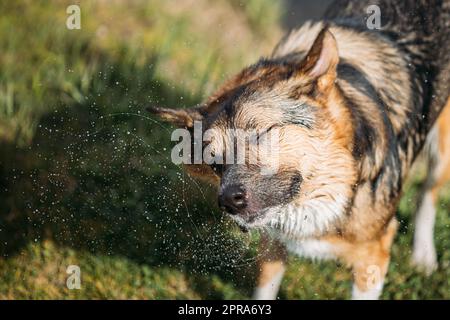 Dog Shakes Off Drops Of Water After Swimming In Sunny Summer Day Stock Photo