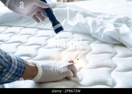 Bed Bug Infestation And Treatment Service Stock Photo